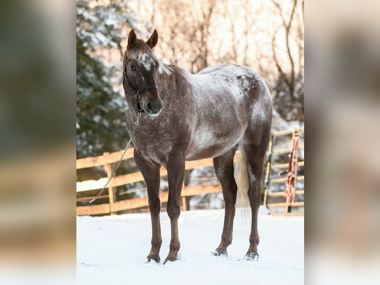 Appaloosa Wałach 4 lat 163 cm  in New Holland