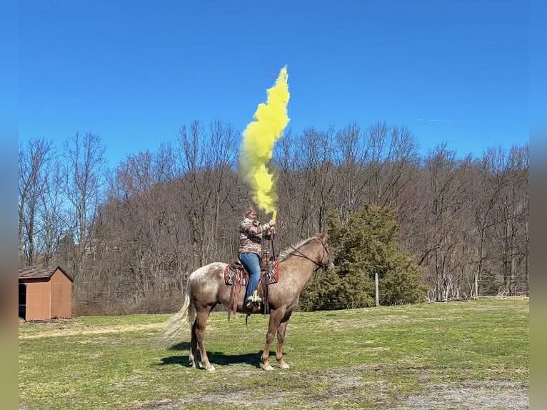 Appaloosa Wałach 4 lat 163 cm  in New Holland