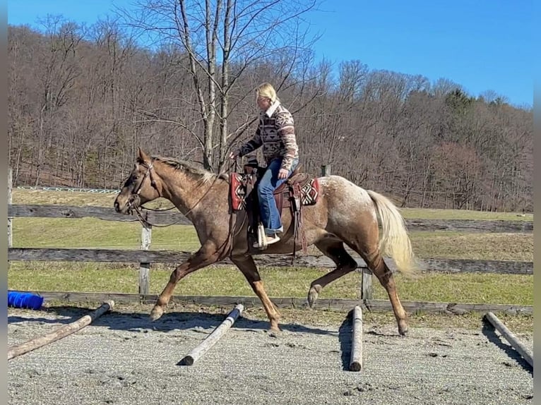 Appaloosa Wałach 4 lat 163 cm  in New Holland