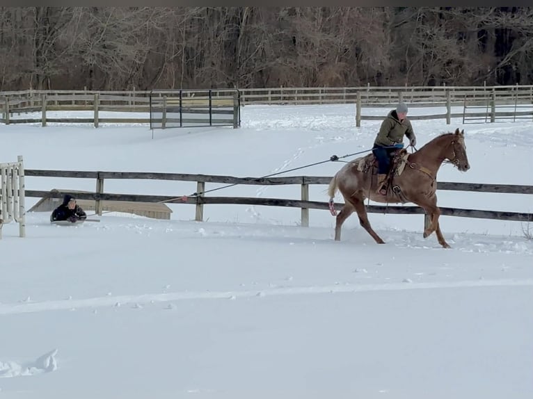 Appaloosa Wałach 4 lat 163 cm  in New Holland