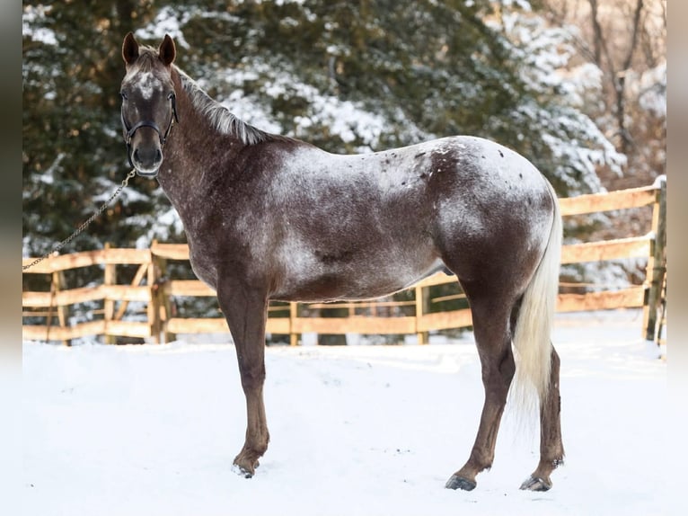 Appaloosa Wałach 4 lat 163 cm  in New Holland