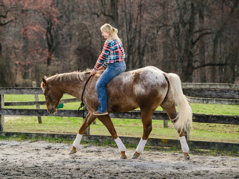 Appaloosa Wałach 4 lat 163 cm  in New Holland