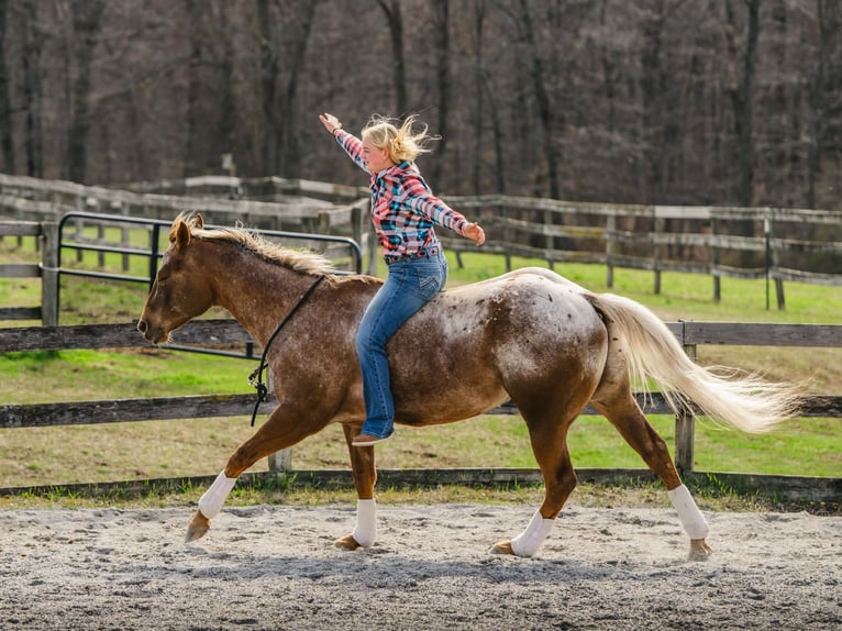 Appaloosa Wałach 4 lat 163 cm  in New Holland