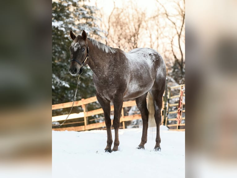 Appaloosa Wałach 4 lat 163 cm  in New Holland