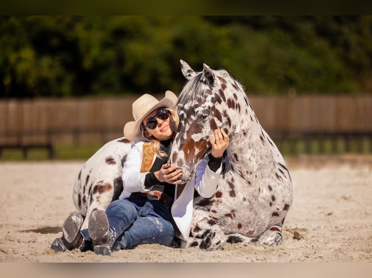 Appaloosa Wałach 4 lat  in Ocala