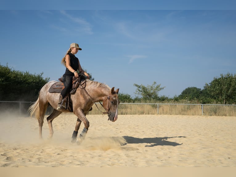 Appaloosa Wałach 4 lat  in Niedermohr