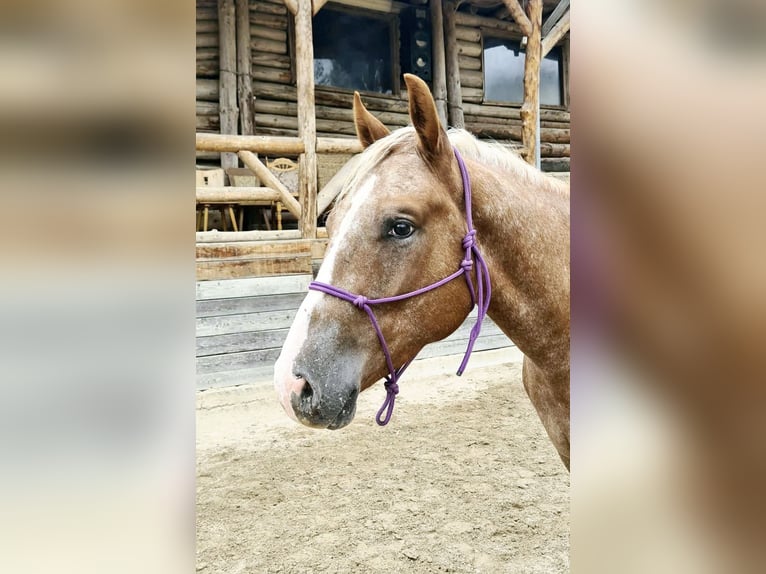 Appaloosa Wałach 4 lat  in Niedermohr