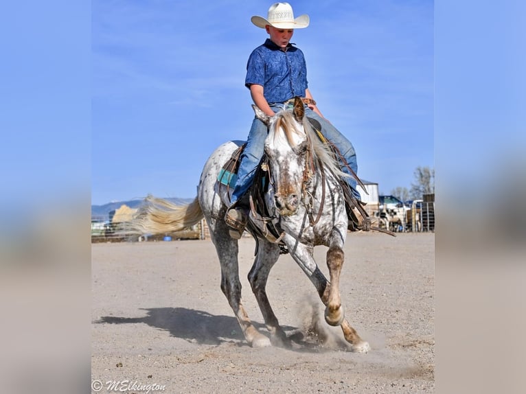 Appaloosa Wałach 5 lat 142 cm  in Rigby