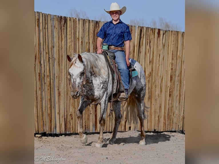 Appaloosa Wałach 5 lat 142 cm  in Rigby