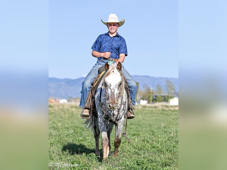 Appaloosa Wałach 5 lat 142 cm  in Rigby