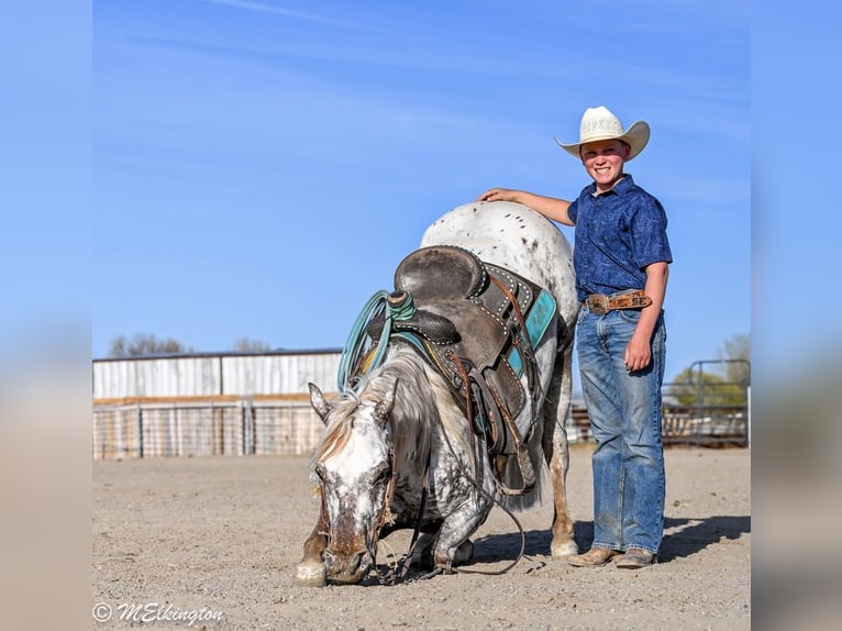Appaloosa Wałach 5 lat 142 cm  in Rigby