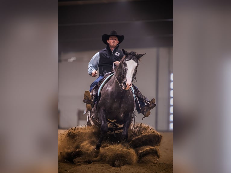 Appaloosa Wałach 5 lat 150 cm Tarantowata in Canistota