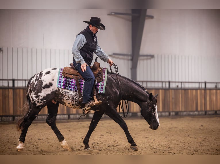 Appaloosa Wałach 5 lat 150 cm Tarantowata in Canistota