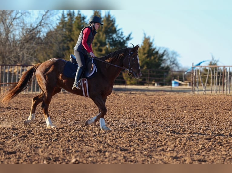 Appaloosa Wałach 5 lat 152 cm  in Ripley