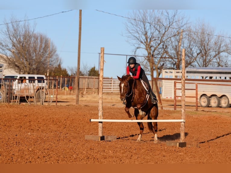 Appaloosa Wałach 5 lat 152 cm  in Ripley