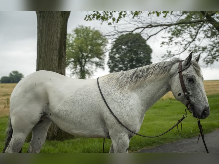 Appaloosa Wałach 5 lat 152 cm Siwa in Lancaster