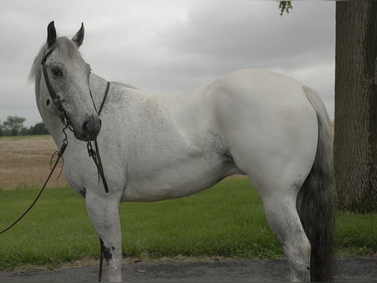 Appaloosa Wałach 5 lat 152 cm Siwa in Lancaster