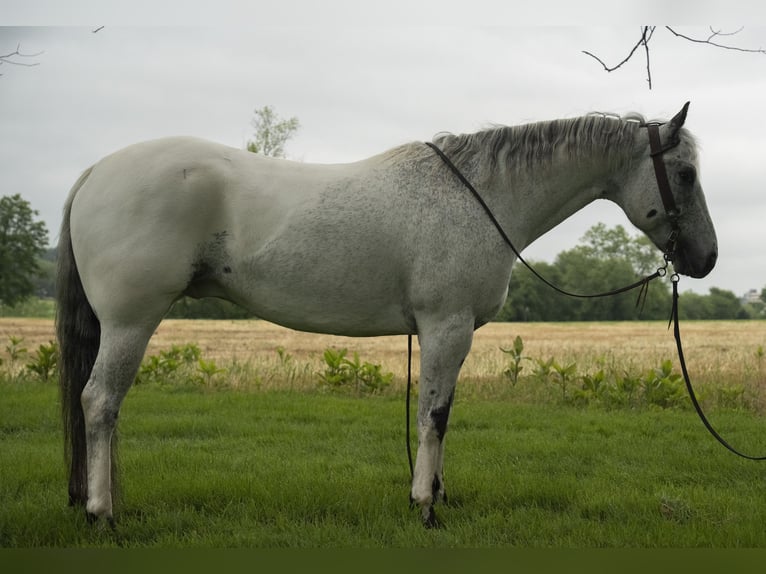 Appaloosa Wałach 5 lat 152 cm Siwa in Lancaster