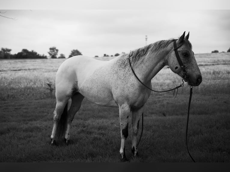 Appaloosa Wałach 5 lat 152 cm Siwa in Lancaster
