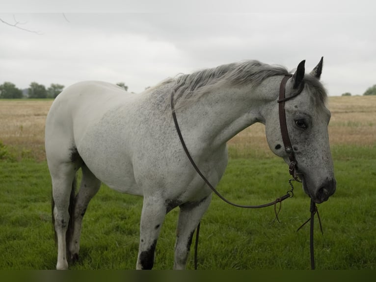 Appaloosa Wałach 5 lat 152 cm Siwa in Lancaster