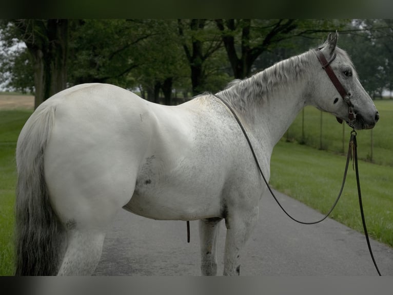 Appaloosa Wałach 5 lat 152 cm Siwa in Lancaster