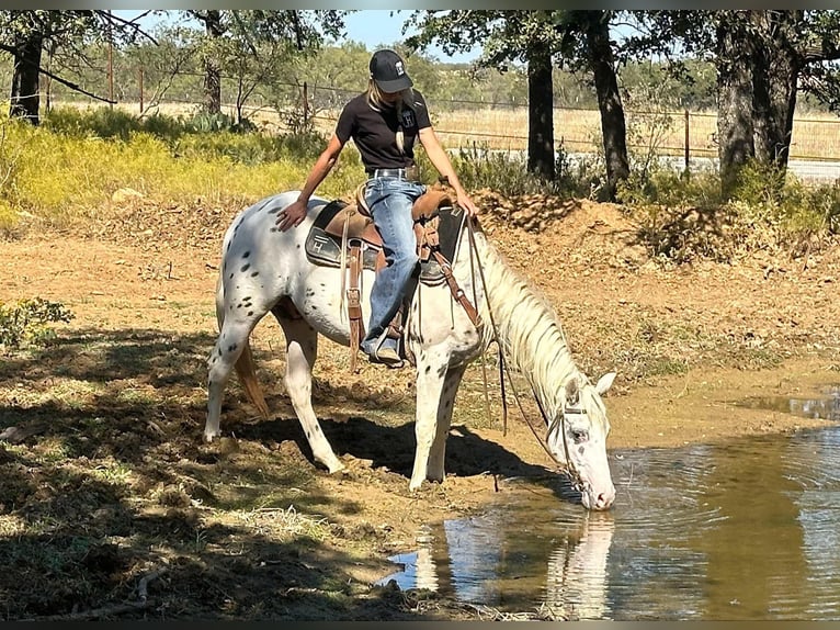Appaloosa Wałach 5 lat 152 cm Tarantowata in Jacksboro TX