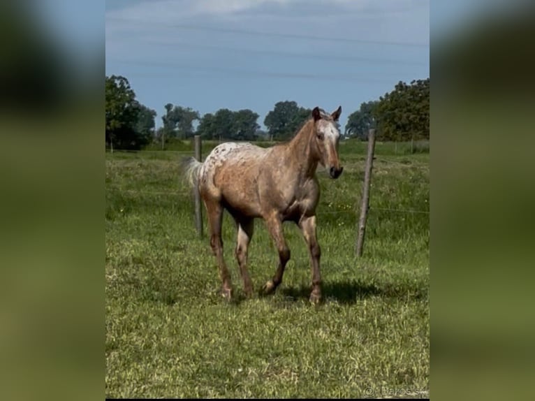 Appaloosa Wałach 5 lat 153 cm Gniada in Tesedikovo