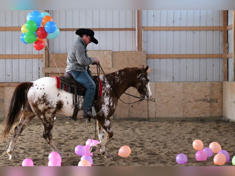 Appaloosa Wałach 5 lat 155 cm Ciemnokasztanowata in Cincinnati, IA