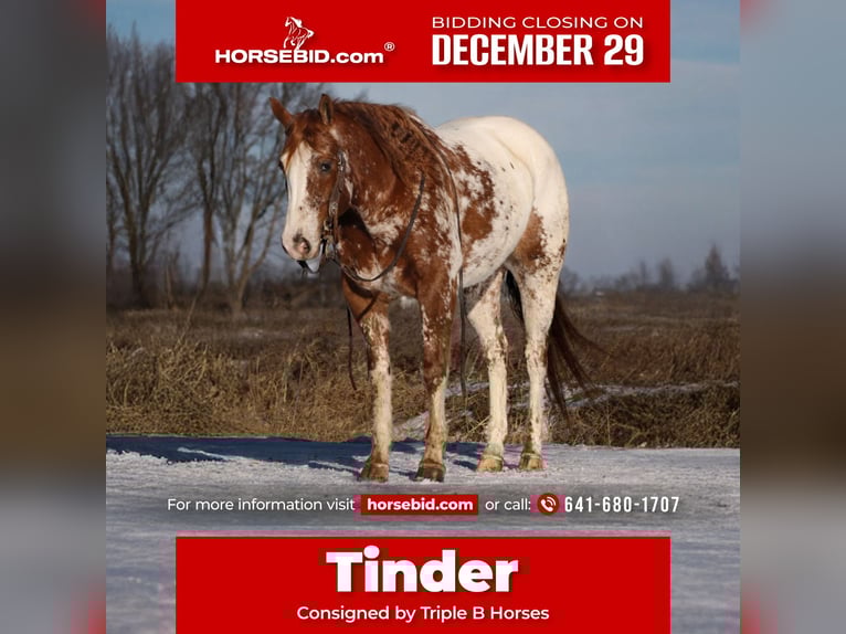 Appaloosa Wałach 5 lat 155 cm Ciemnokasztanowata in Cincinnati, IA