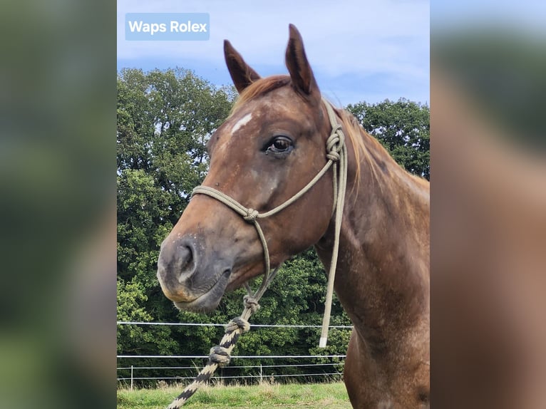 Appaloosa Wałach 5 lat 160 cm Ciemnokasztanowata in Echternacherbrück