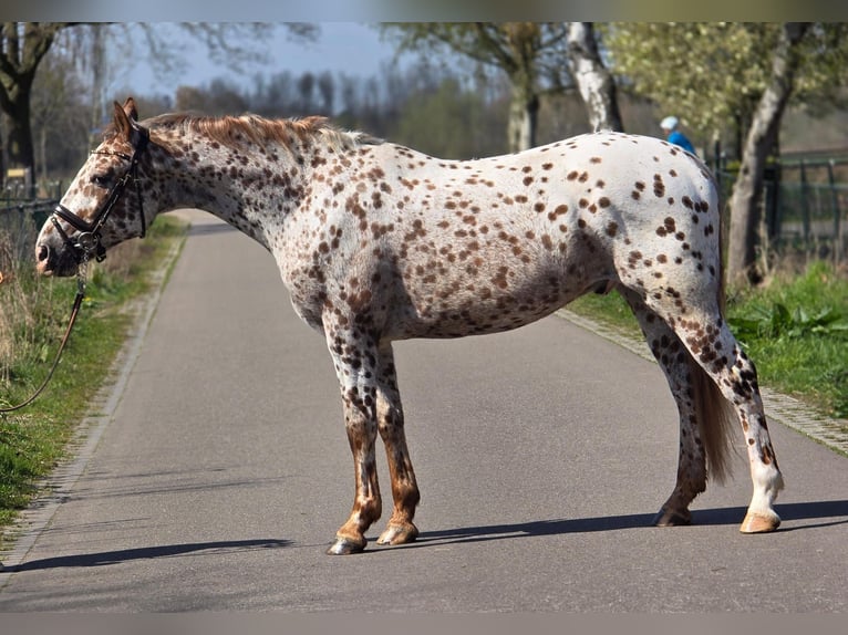 Appaloosa Wałach 5 lat 164 cm Tarantowata in Someren
