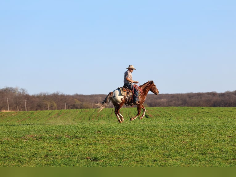 Appaloosa Wałach 6 lat 145 cm Ciemnokasztanowata in Ripley
