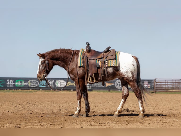 Appaloosa Wałach 6 lat 145 cm Ciemnokasztanowata in Ripley
