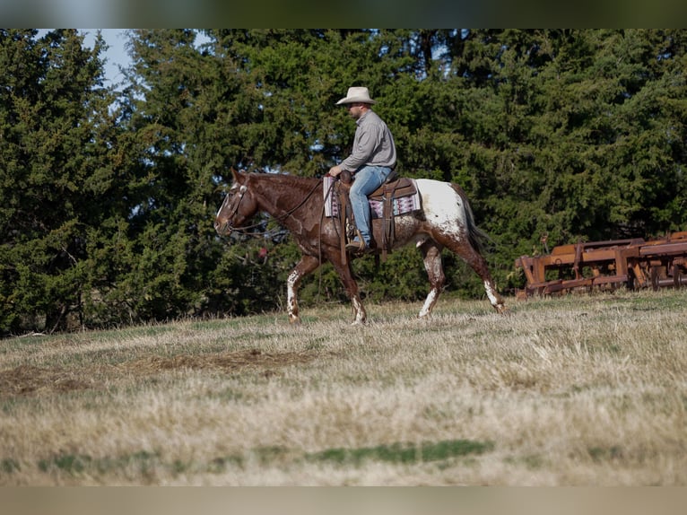Appaloosa Wałach 6 lat 145 cm Ciemnokasztanowata in Ripley