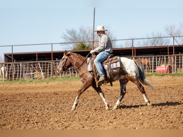 Appaloosa Wałach 6 lat 145 cm Ciemnokasztanowata in Ripley