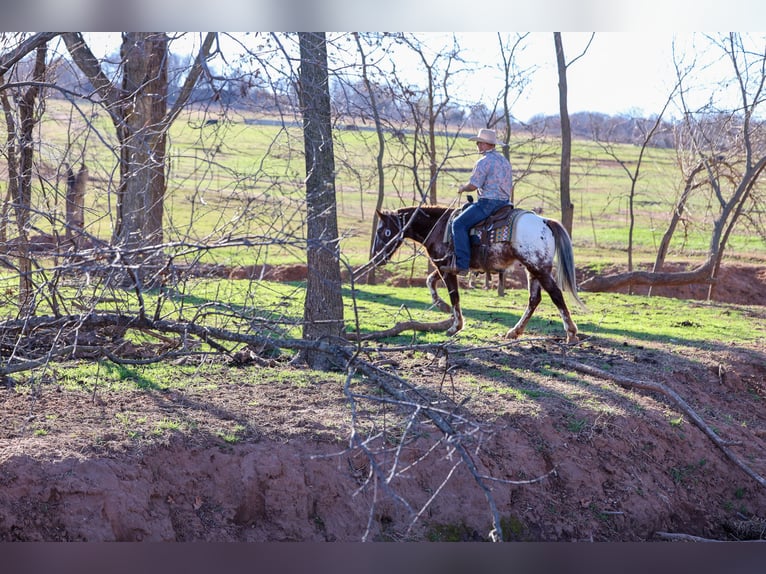 Appaloosa Wałach 6 lat 145 cm Ciemnokasztanowata in Ripley