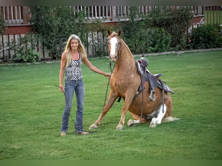 Appaloosa Wałach 6 lat 145 cm Izabelowata in Flemingsburg KY