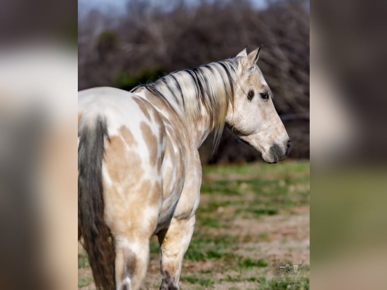 Appaloosa Wałach 6 lat 150 cm Jelenia in Auburn