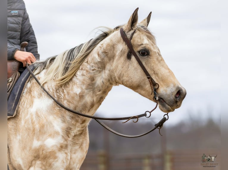 Appaloosa Wałach 6 lat 150 cm Jelenia in Auburn