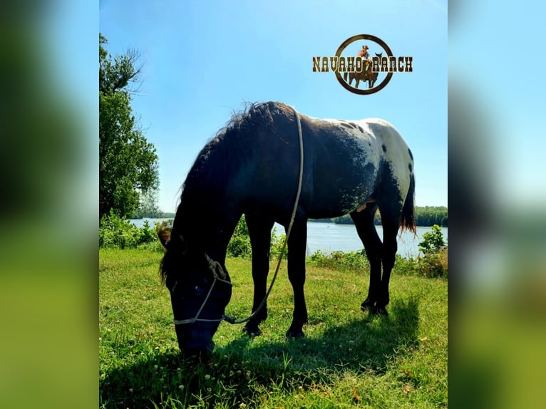 Appaloosa Wałach 6 lat 152 cm Biała in Harta