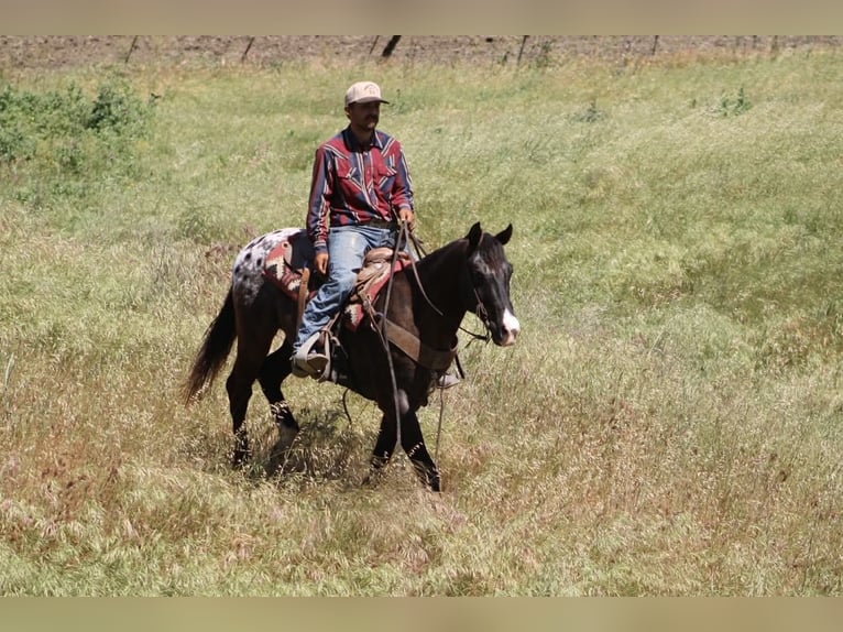Appaloosa Wałach 6 lat 152 cm Ciemnogniada in Tres Pinos