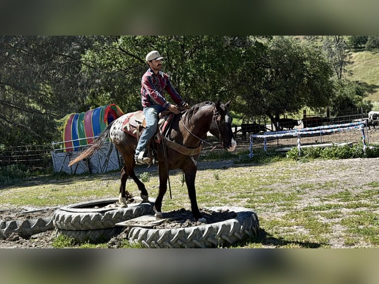 Appaloosa Wałach 6 lat 152 cm Ciemnogniada in Tres Pinos