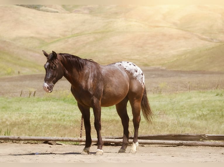 Appaloosa Wałach 6 lat 152 cm Ciemnogniada in Tres Pinos