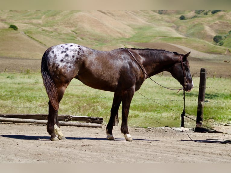 Appaloosa Wałach 6 lat 152 cm Ciemnogniada in Tres Pinos