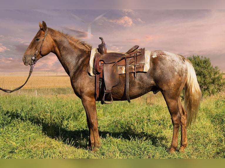 Appaloosa Wałach 6 lat 152 cm Ciemnokasztanowata in Battle Creek