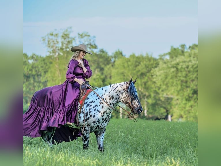 Appaloosa Wałach 6 lat 152 cm in Salesville, OH