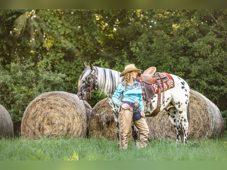 Appaloosa Wałach 6 lat 152 cm in Salesville, OH