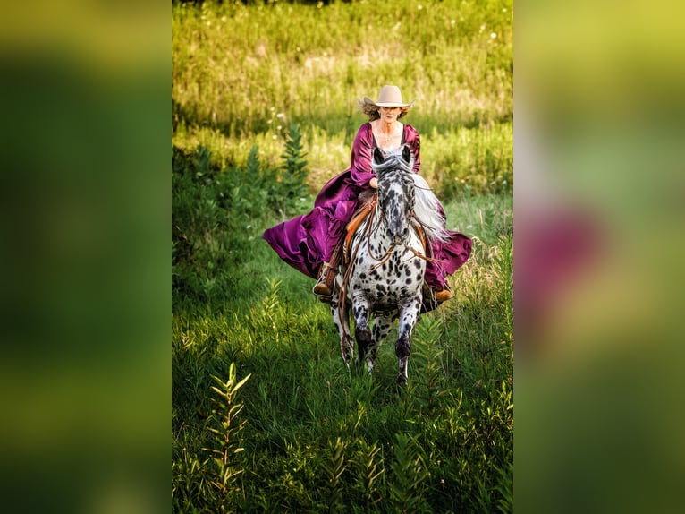 Appaloosa Wałach 6 lat 152 cm in Salesville, OH