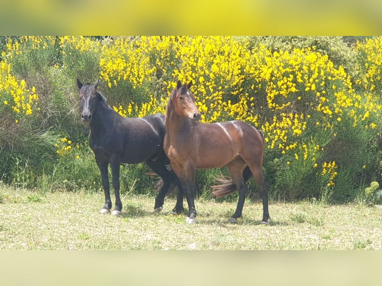Appaloosa Mix Wałach 6 lat 155 cm Gniada in Zerf