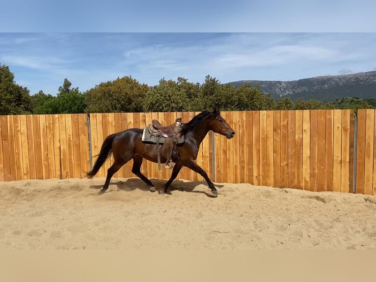 Appaloosa Mix Wałach 6 lat 155 cm Gniada in Zerf